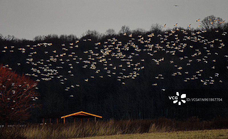 日落时分飞翔的雪雁图片素材