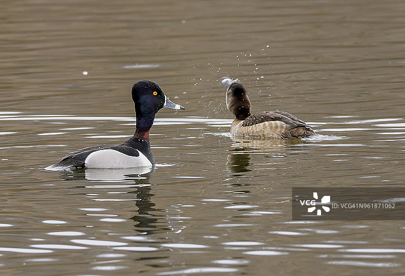 雄性和雌性环颈鸭图片素材