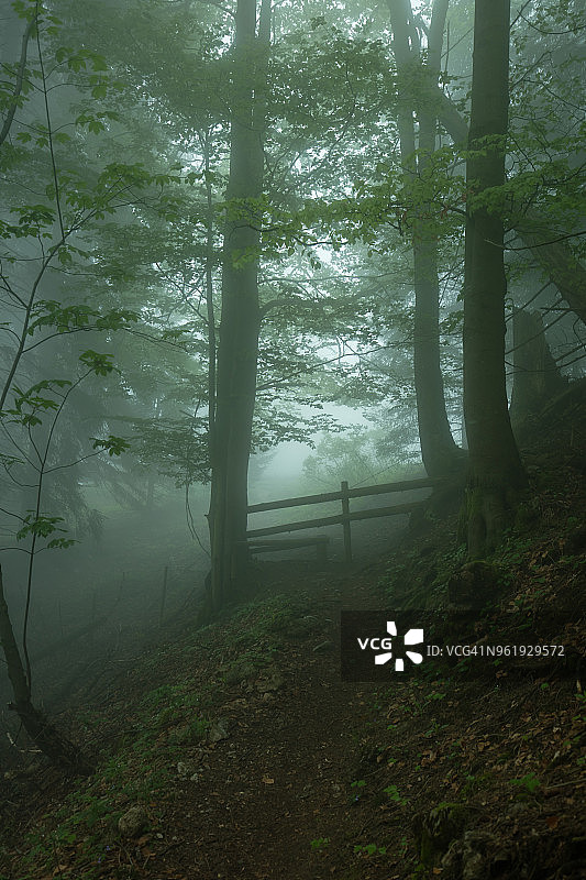 清晨乡村的雾图片素材
