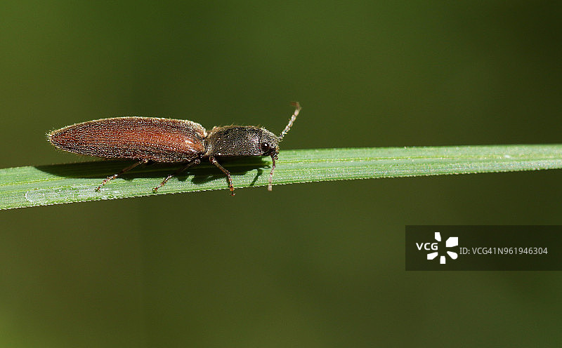 停留在草叶上的叩头虫图片素材