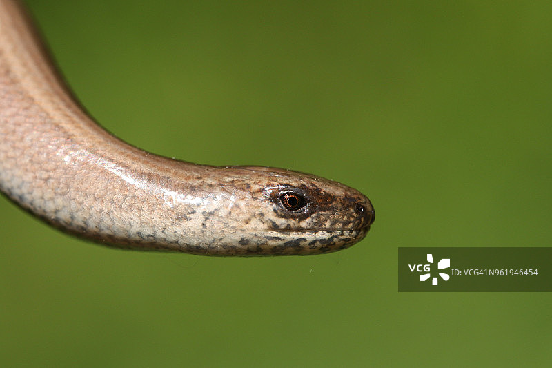 欧蛇头部特写图片素材