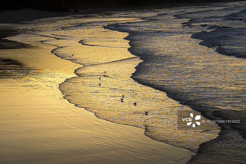 日落时分沙滩上的蛎鹬图片素材