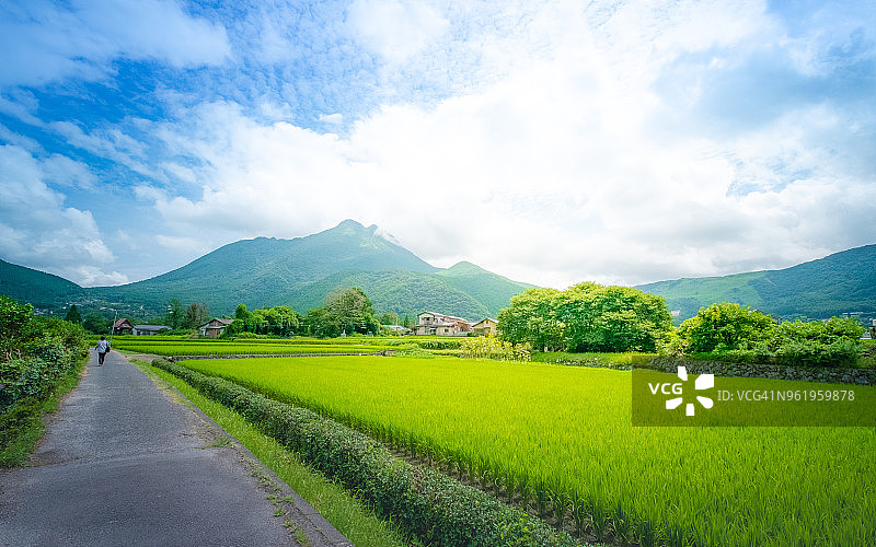 日本大分县由布院的绿色稻田风光图片素材