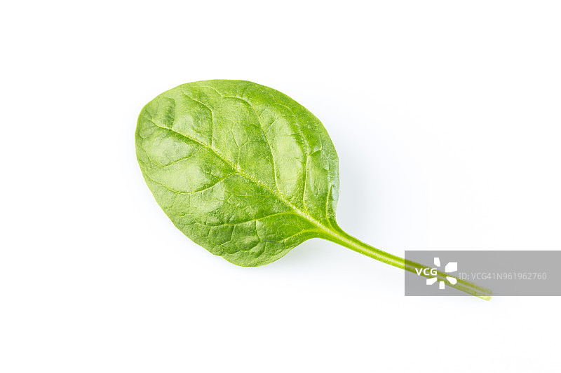 白色背景上的绿色菠菜叶图片素材