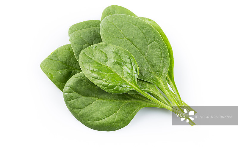 白色背景上的绿色菠菜叶图片素材