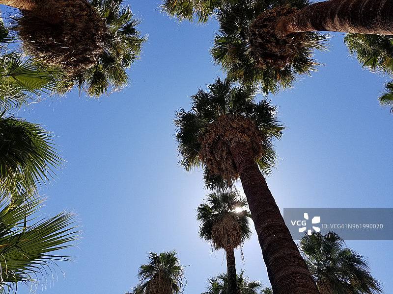 棕榈沙漠棕榈树图片素材