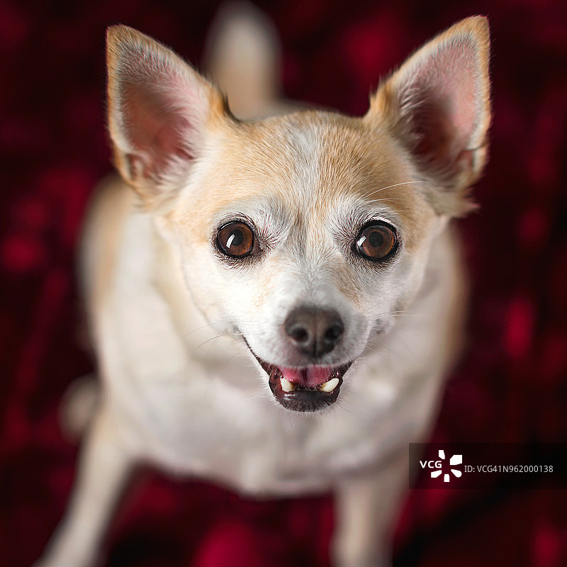 微笑并抬头的吉娃娃图片素材