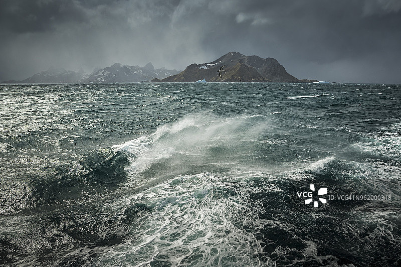 海燕飞越南乔治亚岛南冰洋图片素材