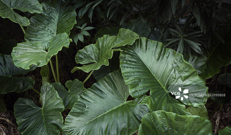 普拉兰岛的绿植图片素材