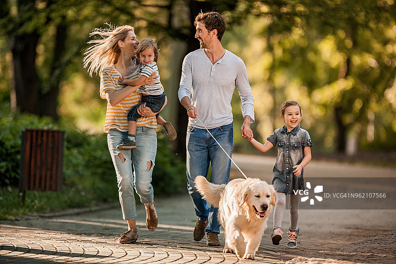 在春日公园里，年轻俏皮的家庭带着他们的金毛猎犬奔跑图片素材
