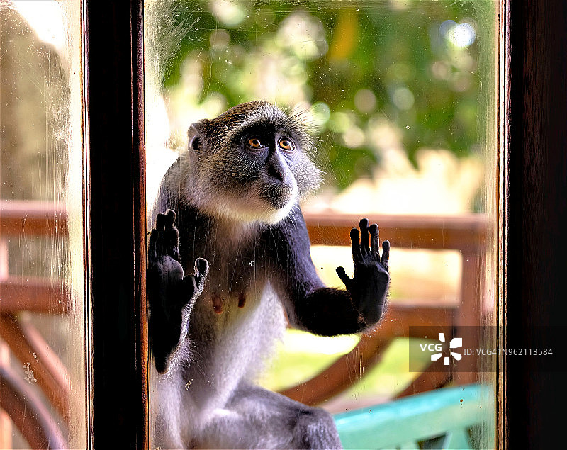 好奇的赛克斯猴图片素材