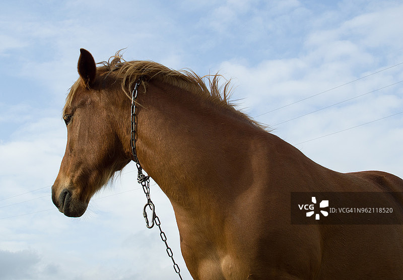 被链条拴住的马图片素材