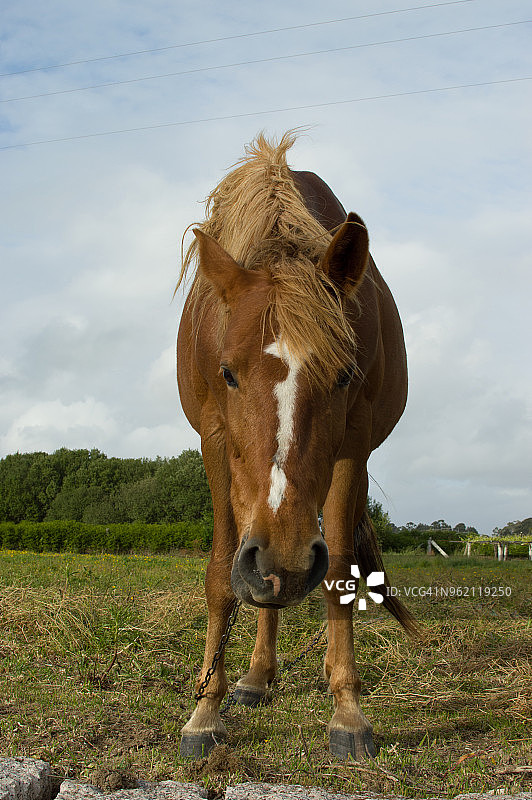 被链条拴住的马图片素材
