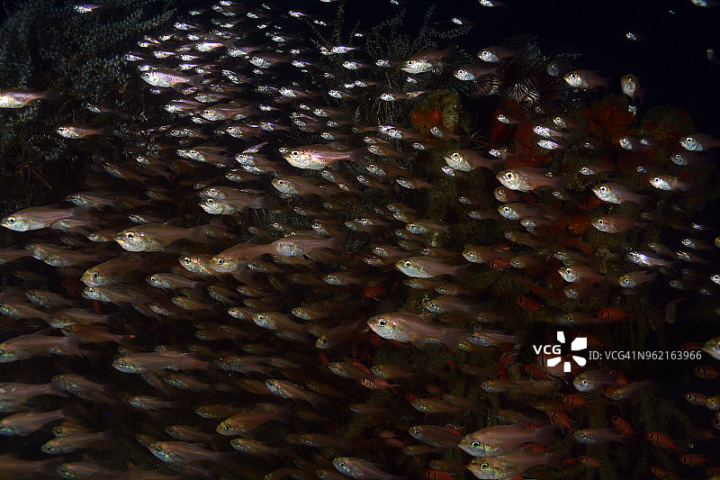 大齿天竺鲷鱼群图片素材