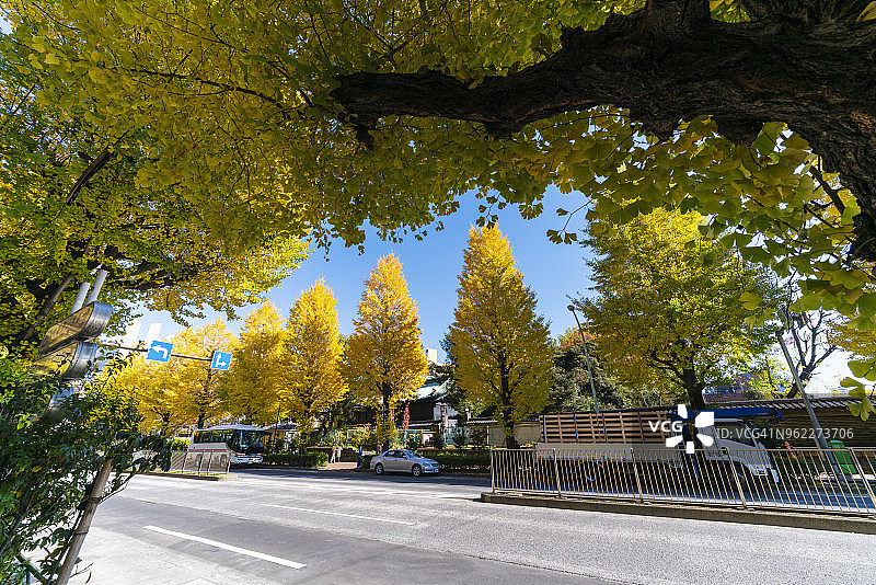 2017年11月25日，东京文京区御茶之水街道两旁排列着银杏树图片素材