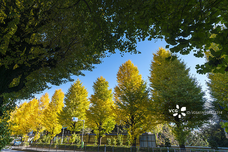 2017年11月25日，东京文京区御茶之水街道两旁排列着银杏树图片素材