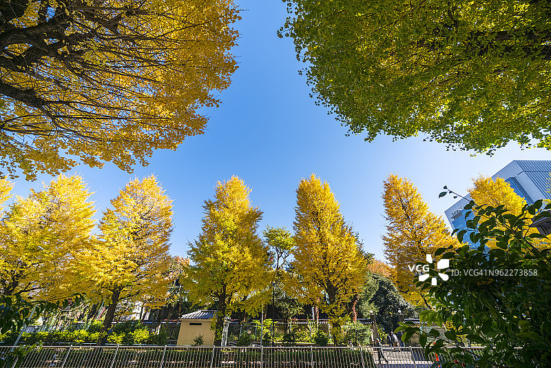 2017年11月25日，东京文京区御茶之水街道两旁排列着银杏树图片素材