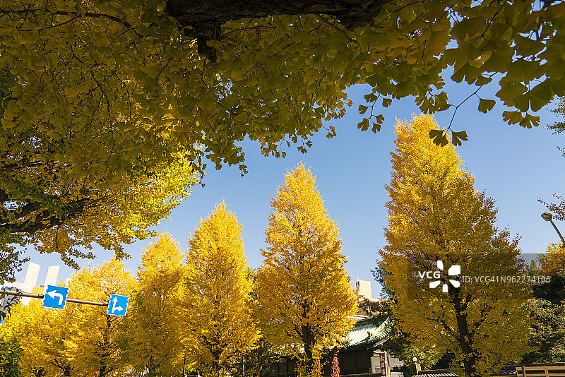 2017年11月25日，东京文京区御茶之水街道两旁排列着银杏树图片素材