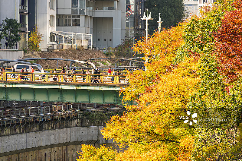 2017年11月25日，日本东京文京区御茶之水，人们走在神田川的桥上，两旁是色彩斑斓的秋叶树图片素材