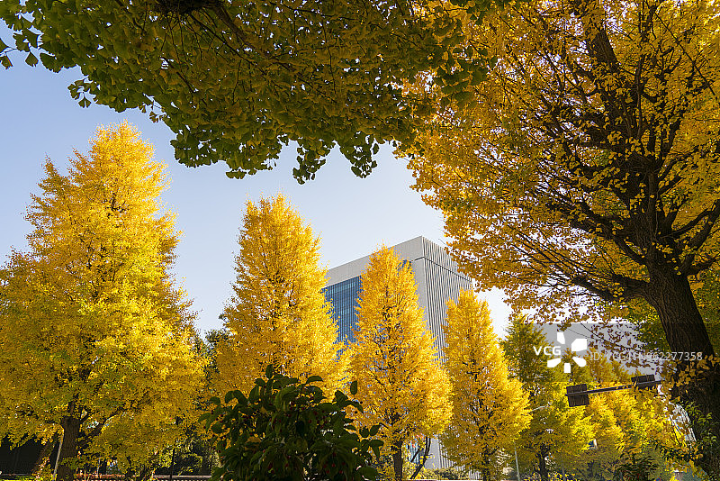 2017年11月25日，东京文京区御茶之水街道两旁排列着银杏树图片素材