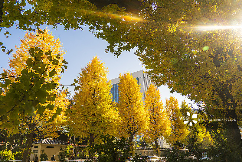 2017年11月25日，东京文京区御茶之水街道两旁排列着银杏树图片素材