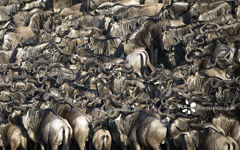 迁徙的牛羚群横渡马拉河（牛羚）。马赛马拉野生动物保护区，肯尼亚。图片素材