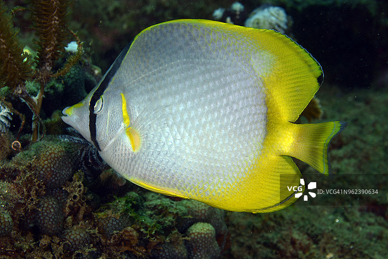 斑鳍蝴蝶鱼图片素材