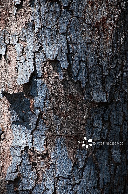 树皮纹理图片素材