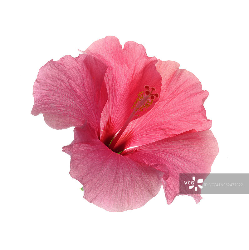 白色方框中完美的粉色芙蓉花图片素材