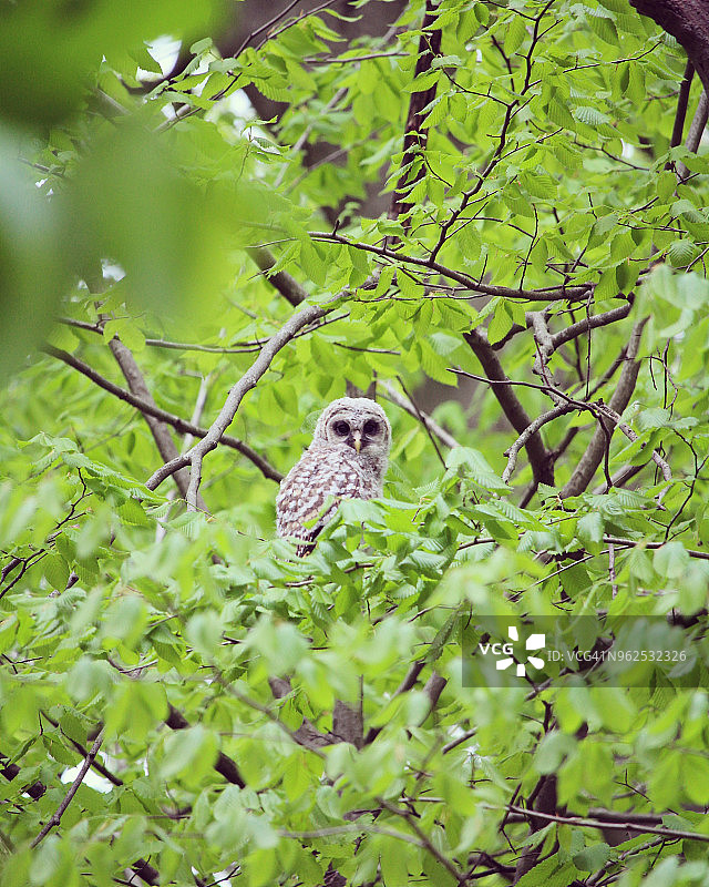 离开巢穴的横斑猫头鹰幼鸟图片素材