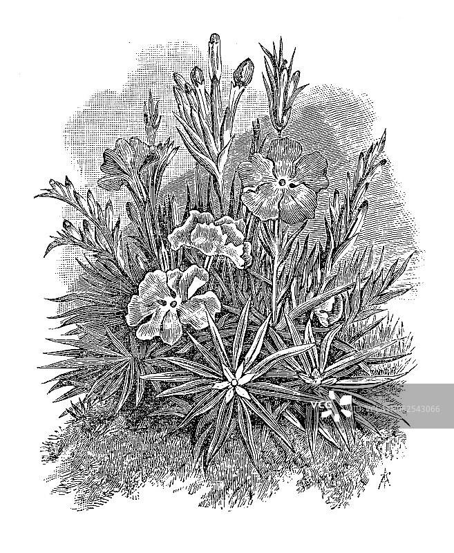 植物学古董植物雕刻插图：美丽针叶图片素材