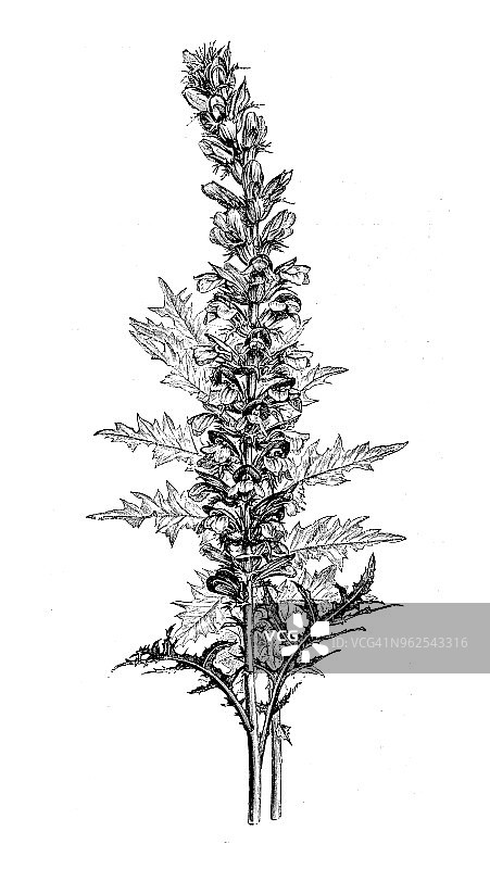 植物学古董雕刻插图：Acanthus  Spinosus（多刺熊掌）图片素材