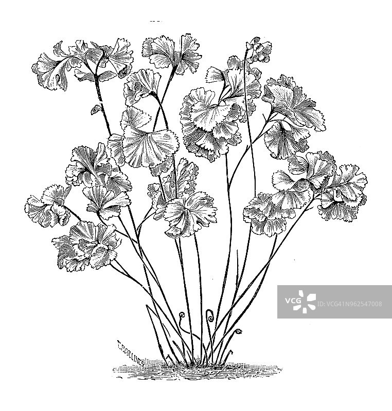 植物学古董雕刻插图：Luddemannianum铁线蕨图片素材