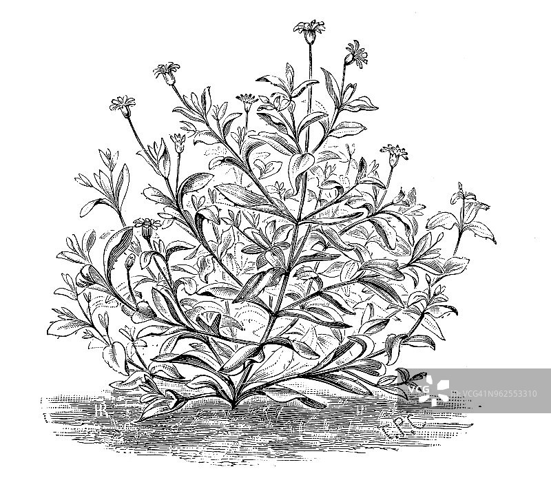 蓝玛格丽特古版画植物插画图片素材