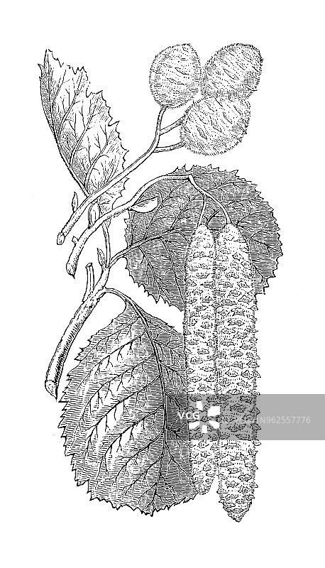 植物学植物古董雕刻插图：欧洲赤杨图片素材
