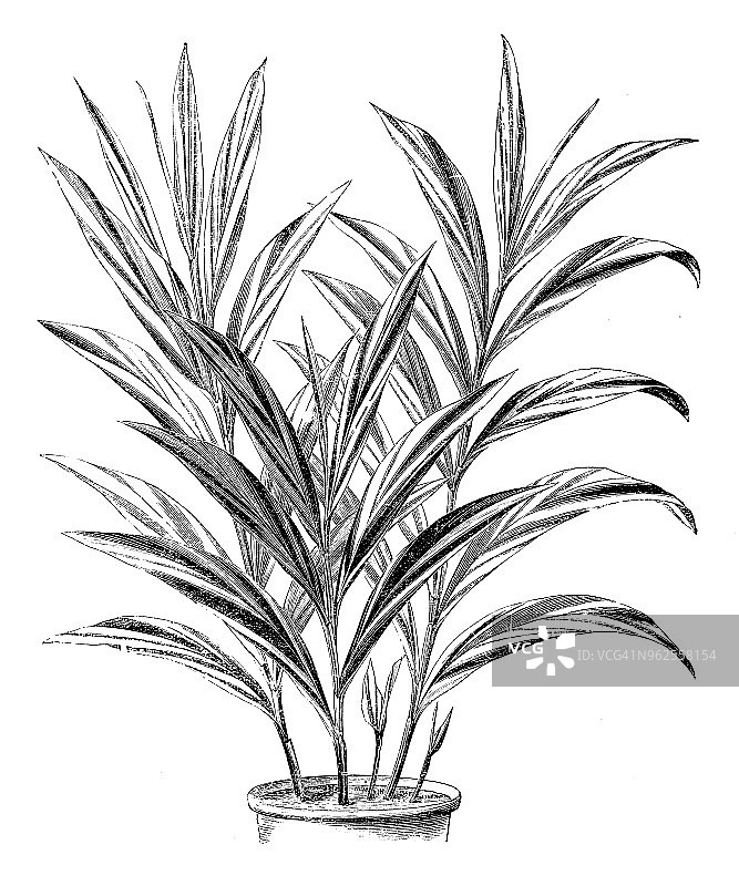 植物学古董雕刻插图：花叶艳山姜图片素材