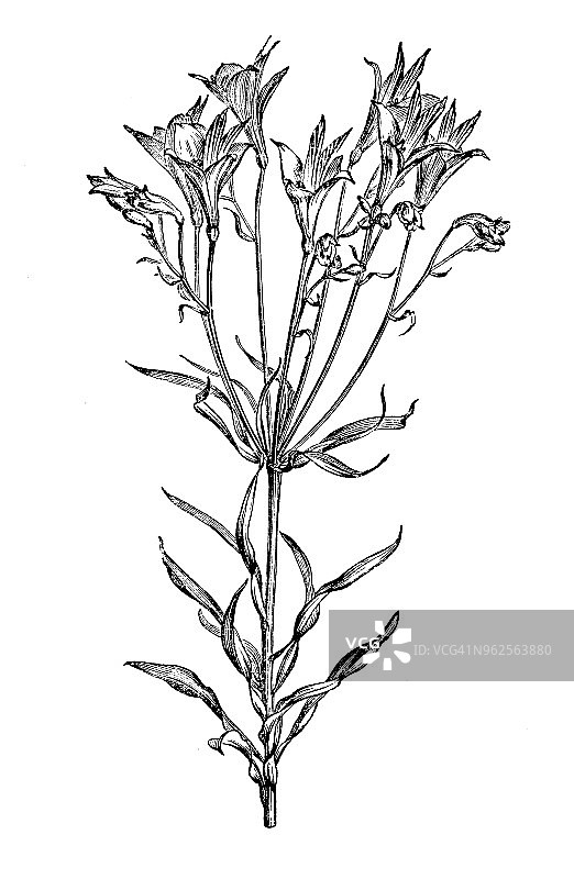 古董植物雕刻插图：阿斯特罗梅利亚百合图片素材