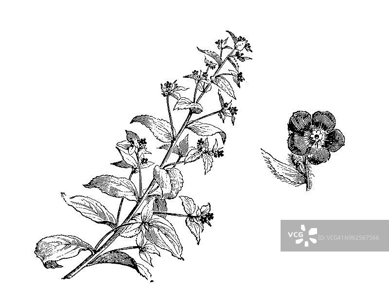 植物学古董雕刻插图：anchusa sempervirens图片素材