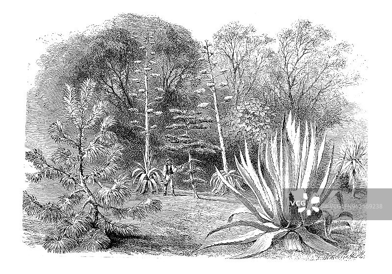 植物学古董雕刻插图：线叶松、龙舌兰和丝兰图片素材