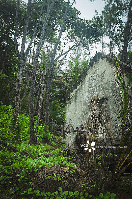 塞舌尔拉迪格岛森林中树木掩映的废弃房屋图片素材