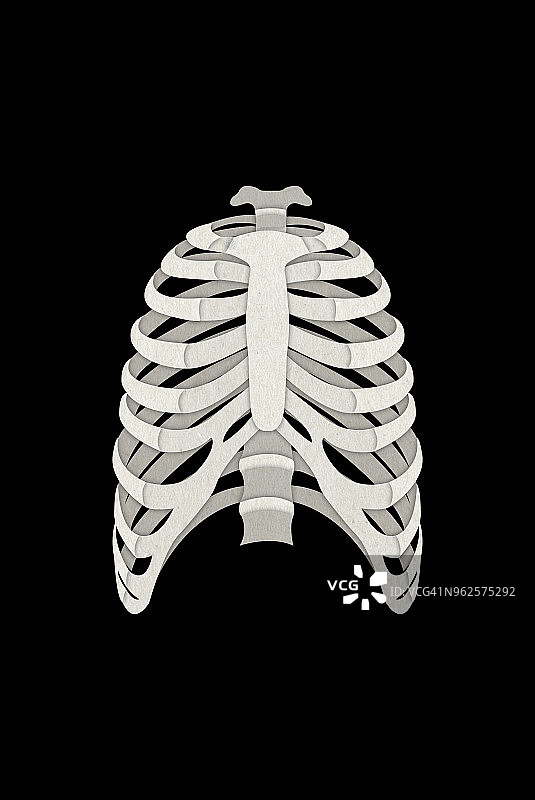 人体肋骨和脊柱插画图片素材