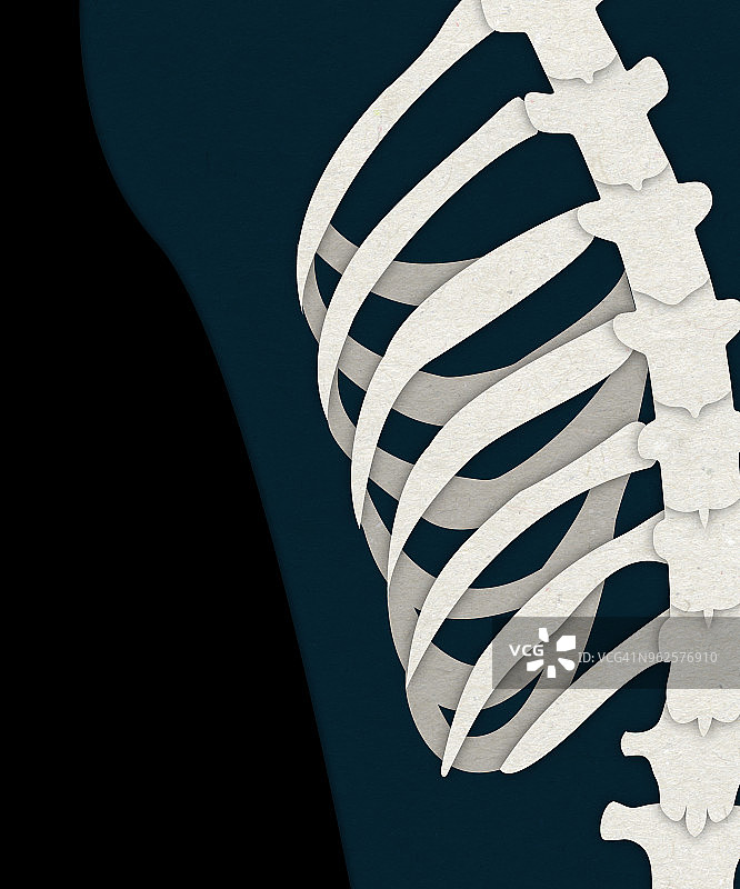 人体肋骨和脊柱插画图片素材