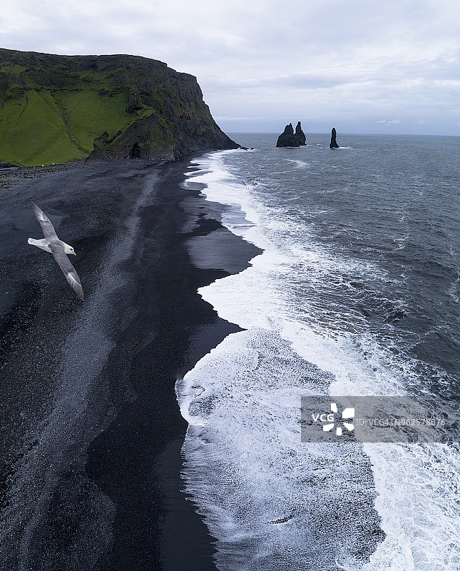 冰岛海滩上空飞翔的海鸥图片素材