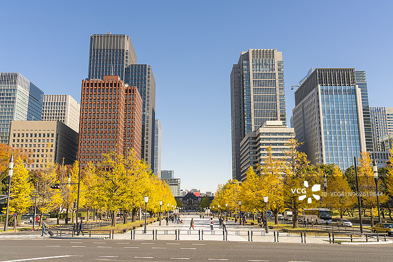 丸之内高层写字楼与银杏树，东京图片素材