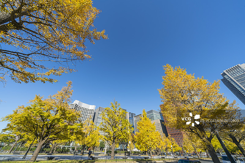 2017年11月21日，日本东京丸之内，高耸的办公大楼矗立在一排排秋叶后的银杏树下。从后面可以看到东京站。图片素材