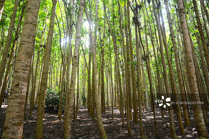 银橡树图片素材