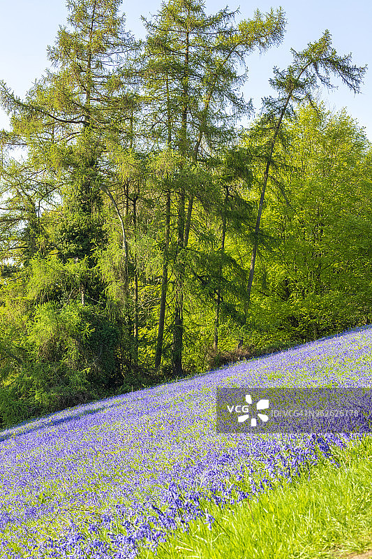 英国伍斯特郡莫尔文丘陵五月盛开的蓝铃花图片素材