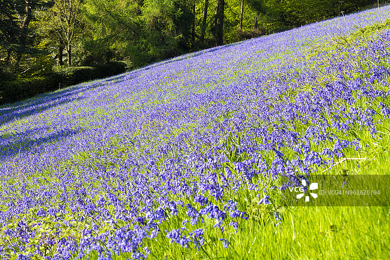 英国伍斯特郡莫尔文丘陵五月盛开的蓝铃花图片素材