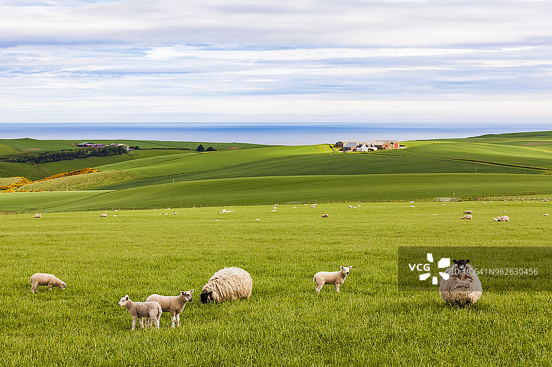 苏格兰阿伯丁郡克罗比海岸边的羊群图片素材