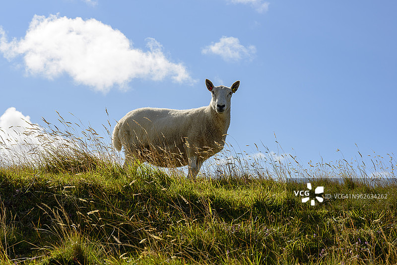 英国苏格兰高地凯思内斯：家养绵羊图片素材